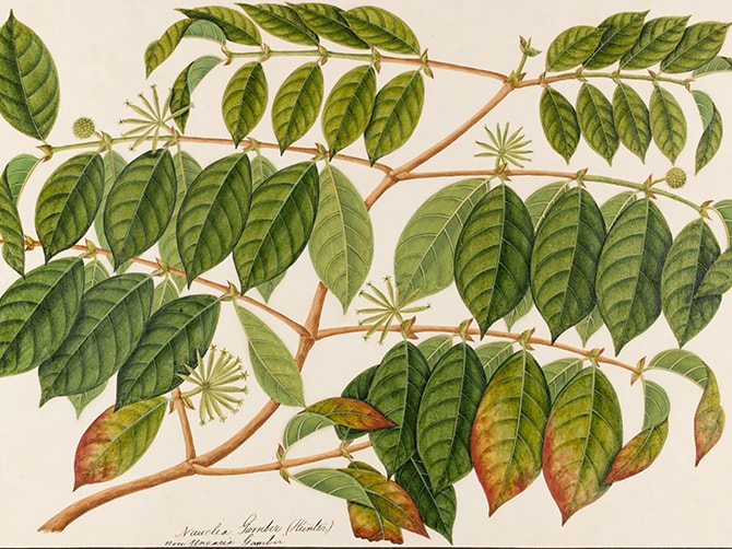 illustration of green gambier leaves